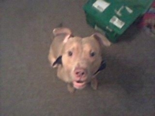 My first pitbull I rescued from an abusive home, and almost starved to death and kept in a cage