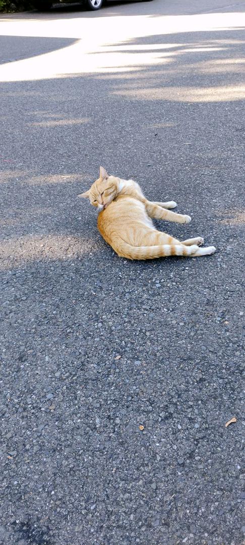 Why do people get animals only to abandoned them