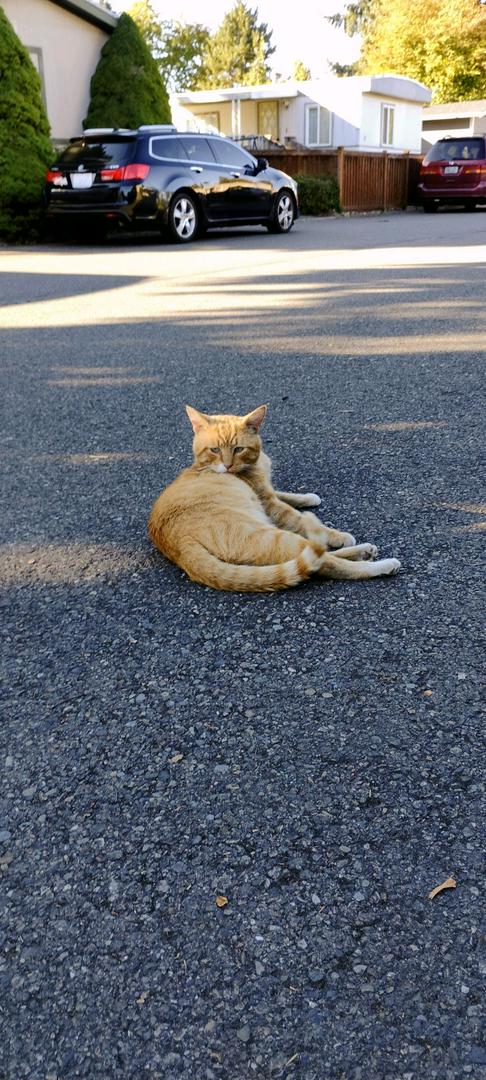 Why do people get animals only to abandoned them