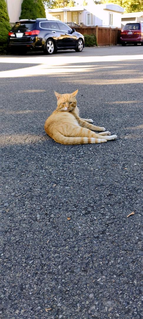 Why do people get animals only to abandoned them