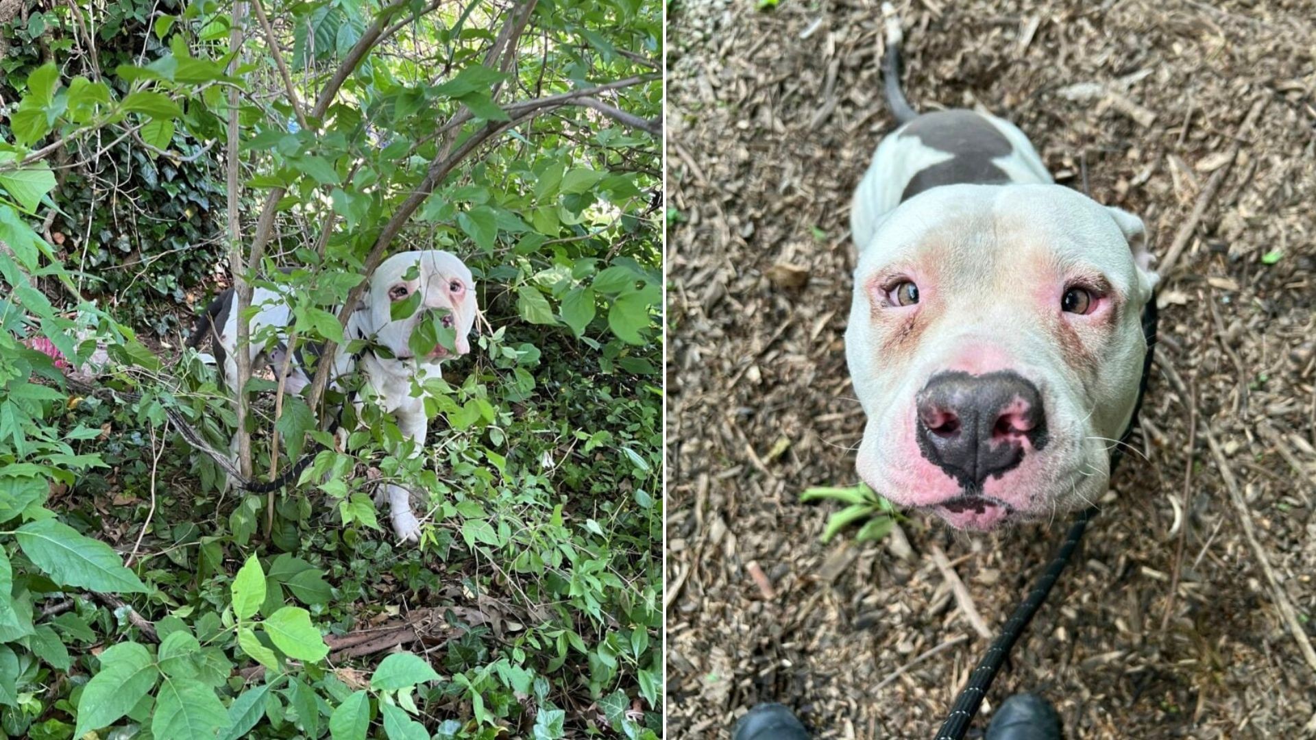 Rescuers Couldn’t Stop Crying After Seeing Him