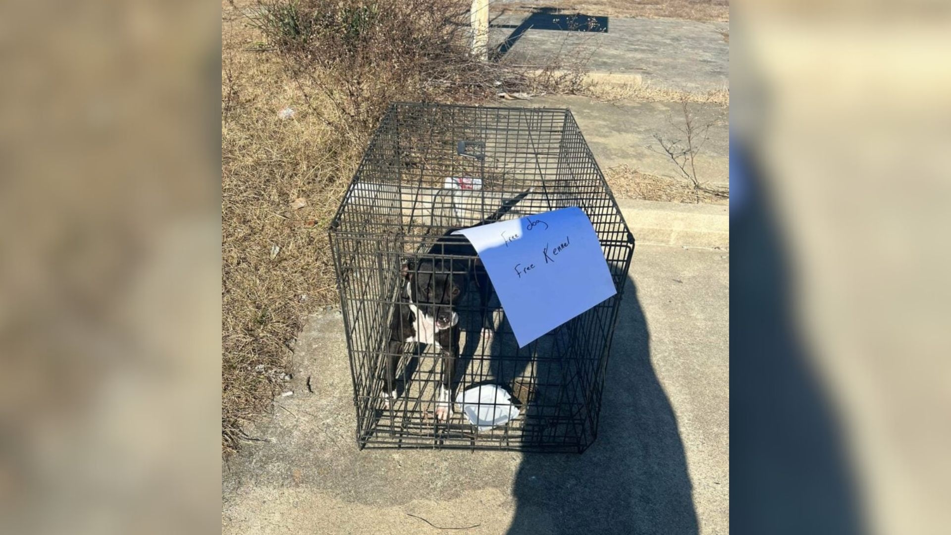 NC Woman Saves Dog Left Abandoned with ‘Free’ Sign