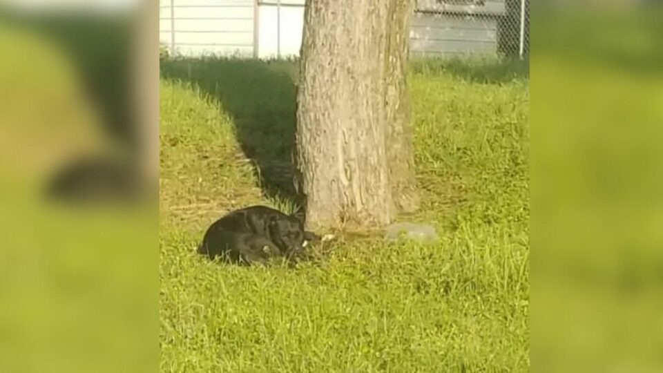 Cruelly Abandoned... He Stayed Where They Left Him