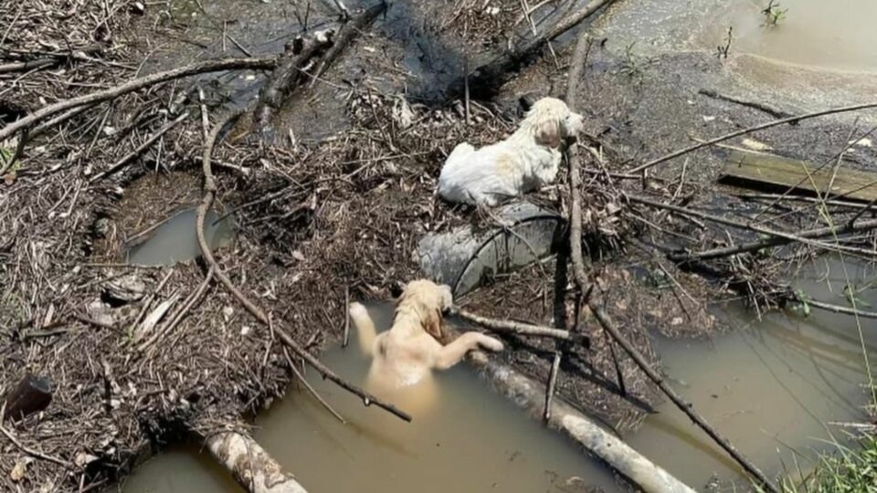 Heartless Man Throws Puppies Into Stream