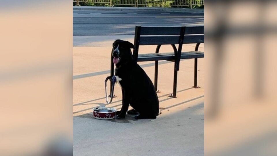 Heartless Owners Abandon Dog Tied To Bench