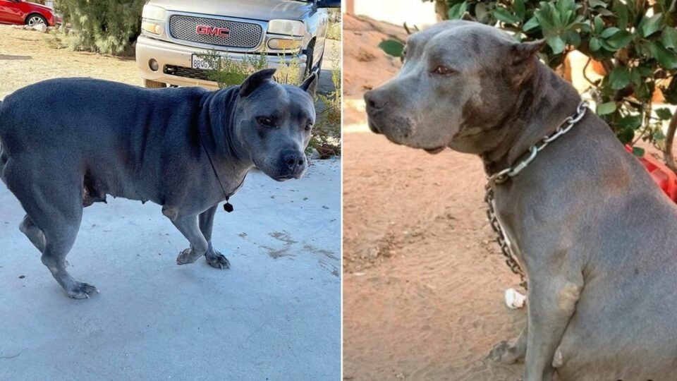 Pregnant Dog Breaks Chains And Begs For Help In Time