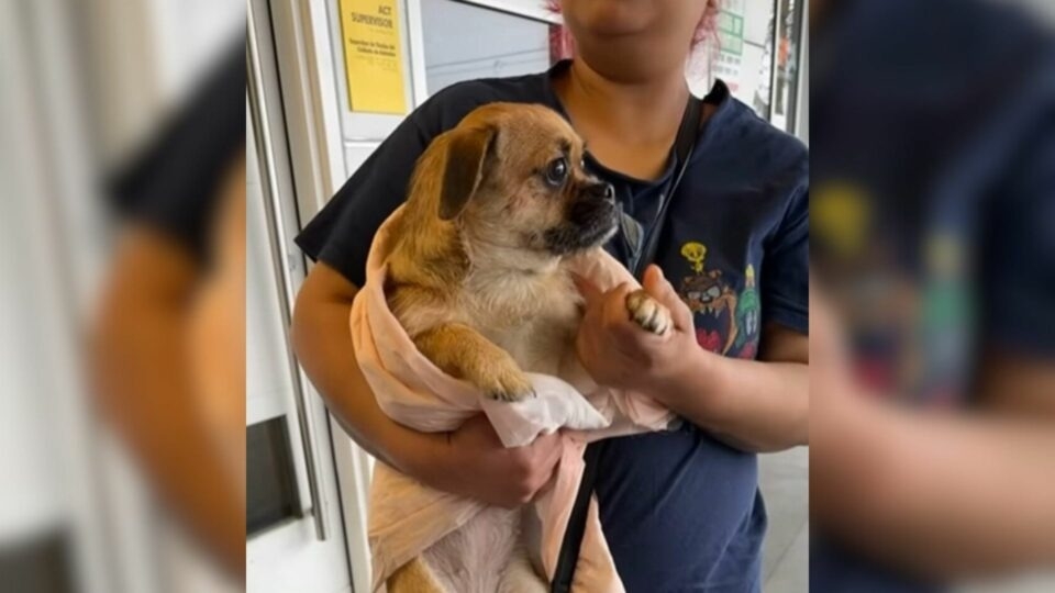 California Pup Left Behind... Her Eyes Speak Heartbreak