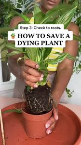 Caring for a sick plant requires a careful assessment