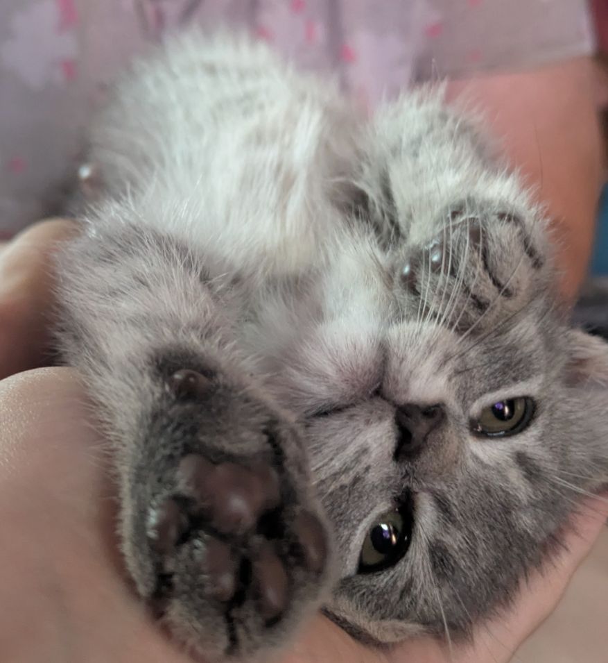 This is Taco, my mom's new kitten, and Loki, my old kitten 🫶