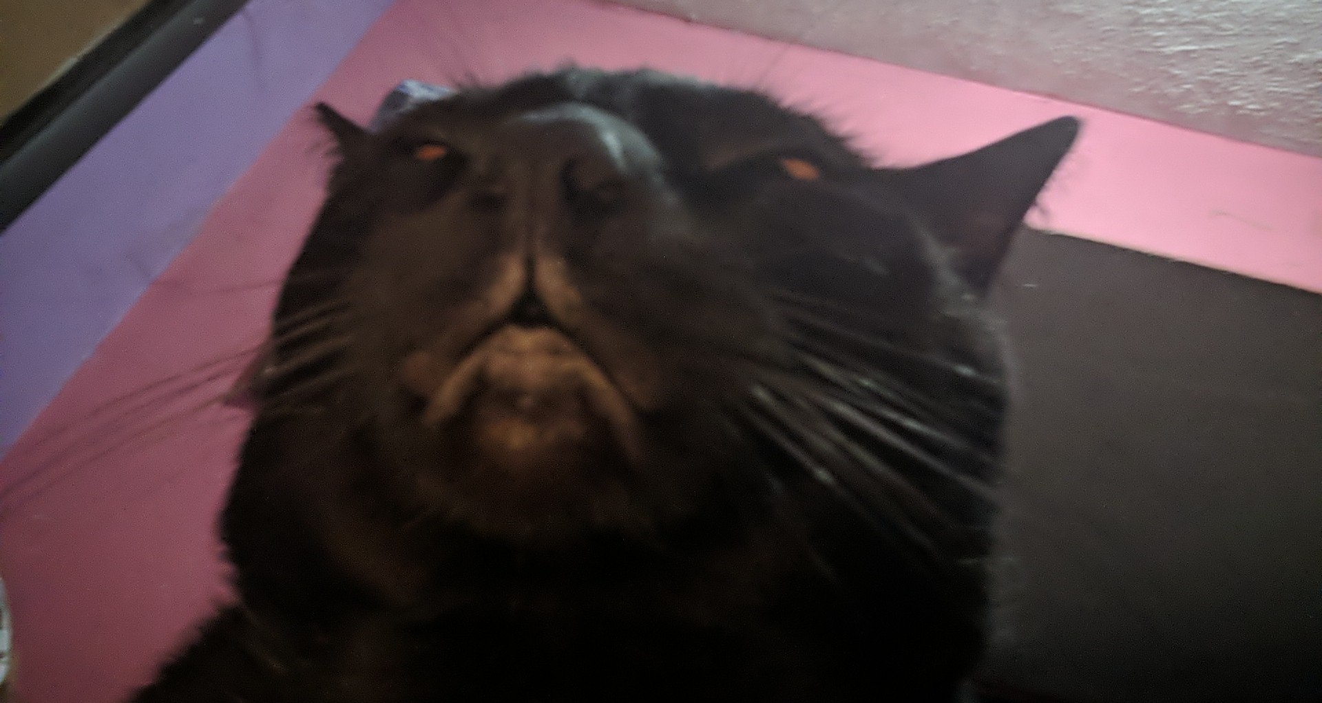 This is Taco, my mom's new kitten, and Loki, my old kitten 🫶