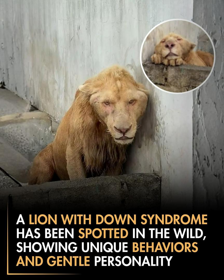 The Gentle King: Rare Lion Displays Unusual Traits in the Wild