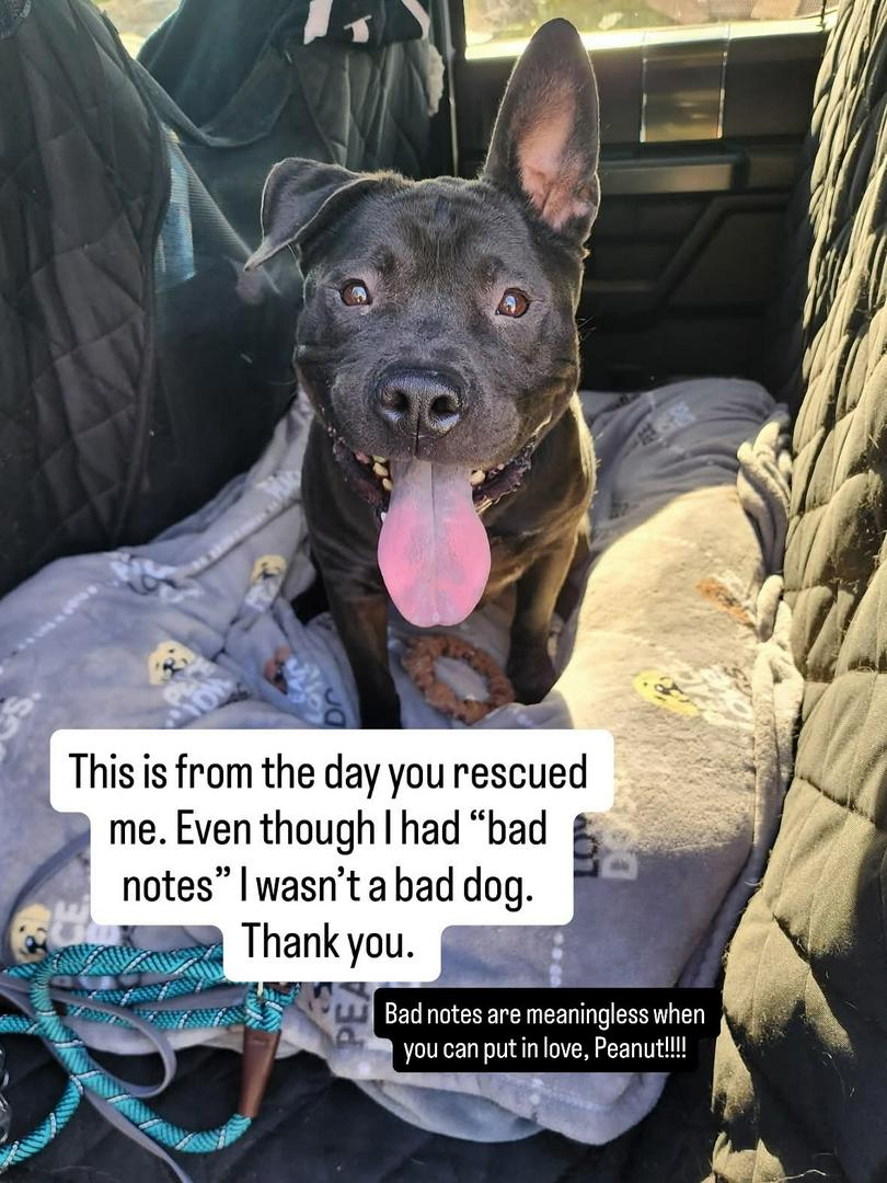 Meet Peanut: Professional Cuddle Monster and Certified Heart Thief