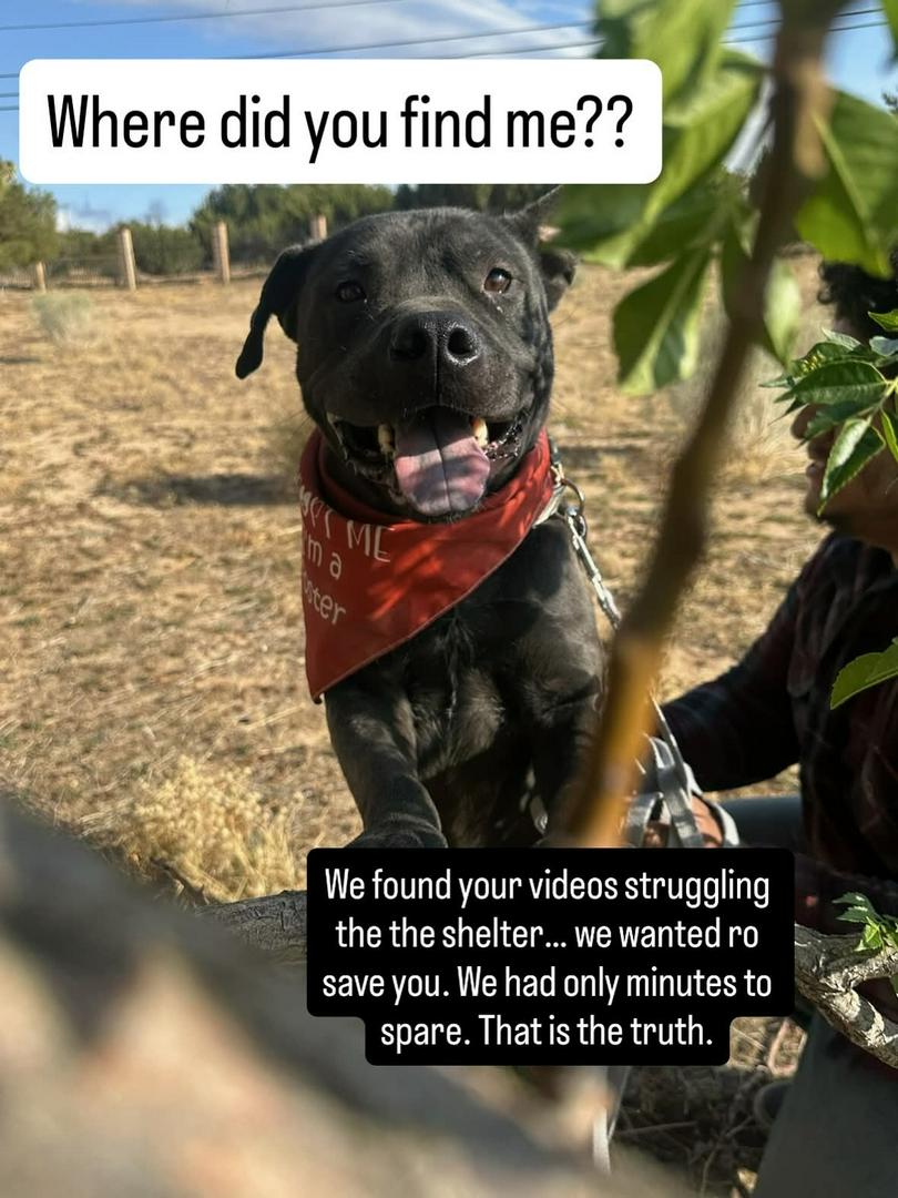 Meet Peanut: Professional Cuddle Monster and Certified Heart Thief