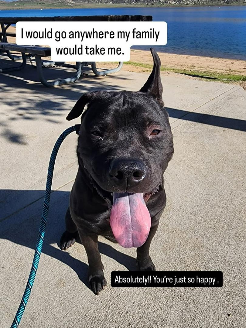 Meet Peanut: Professional Cuddle Monster and Certified Heart Thief