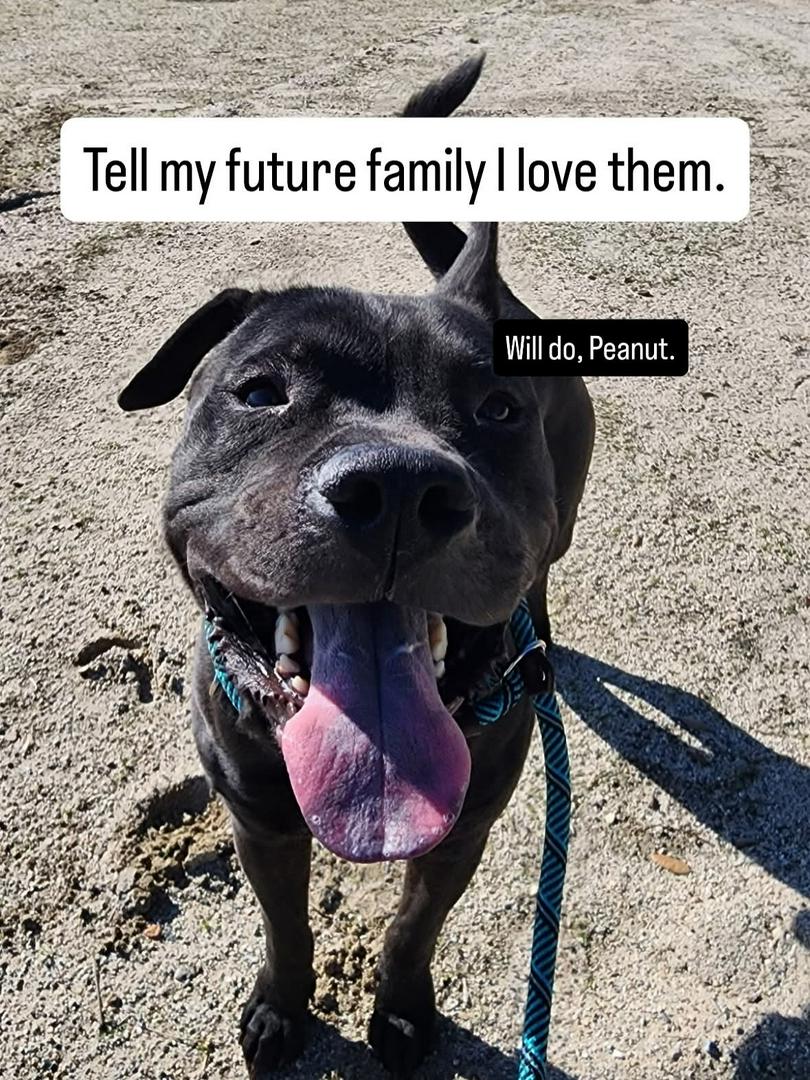 Meet Peanut: Professional Cuddle Monster and Certified Heart Thief