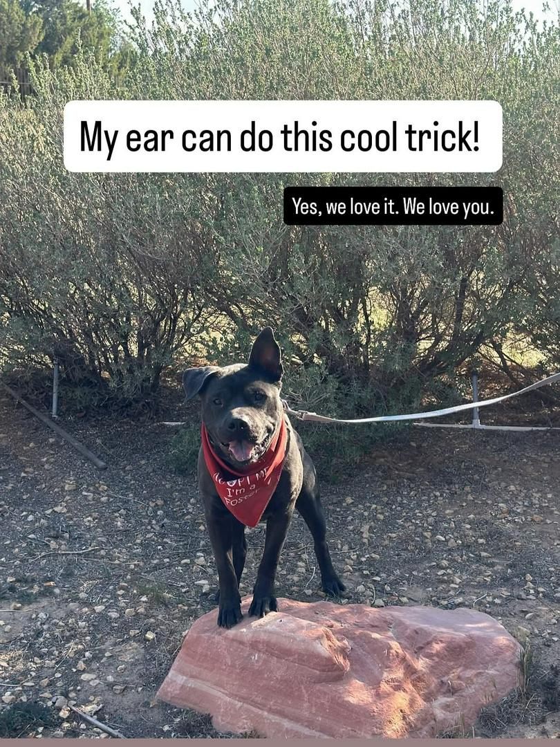 Meet Peanut: Professional Cuddle Monster and Certified Heart Thief