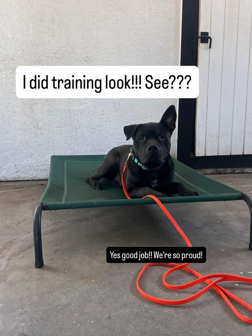 Meet Peanut: Professional Cuddle Monster and Certified Heart Thief