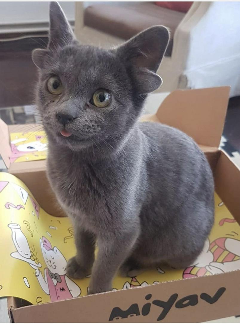 Meet this double ear cat, Double Sass 