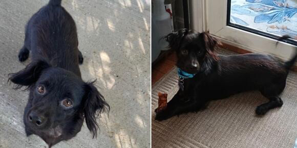 Small Dog, Big Heart: Meet the 15lb Dachshund Mix Who "Thinks He's The Main Character"