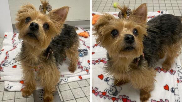 Meet Peanut: The Tiny 8.5lb Dog Who Adores People & is Looking for Love