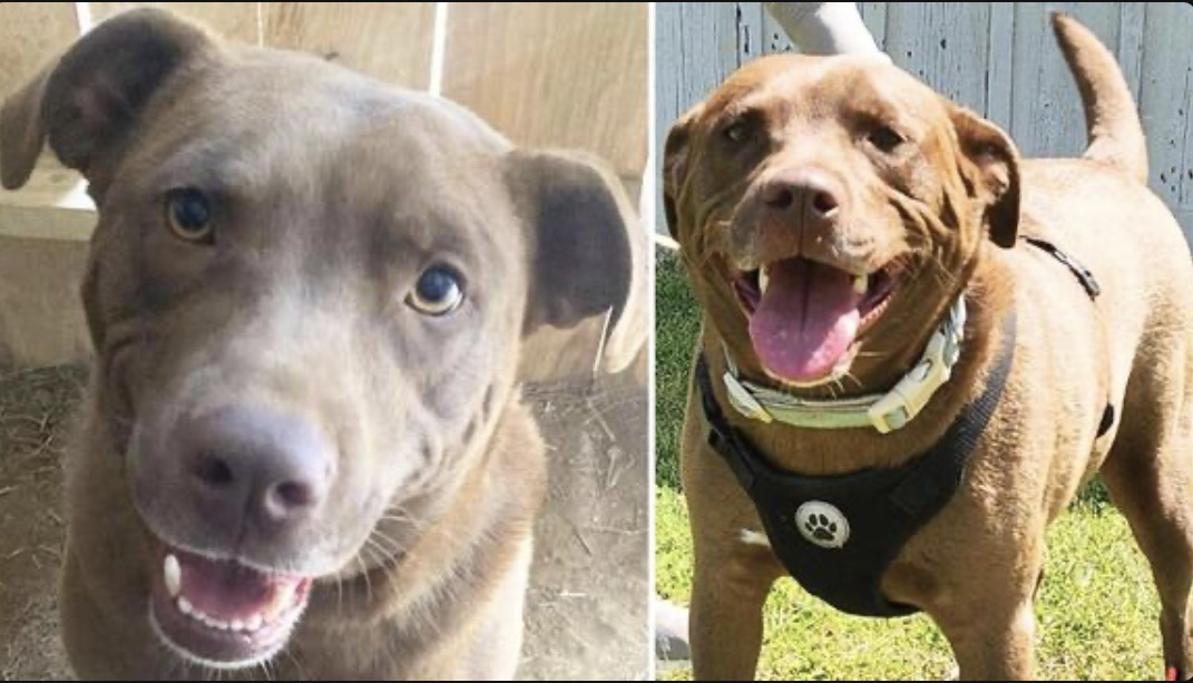 Loyal Young Dog Who is Great With Children, Dogs, & Cats is Looking For Family