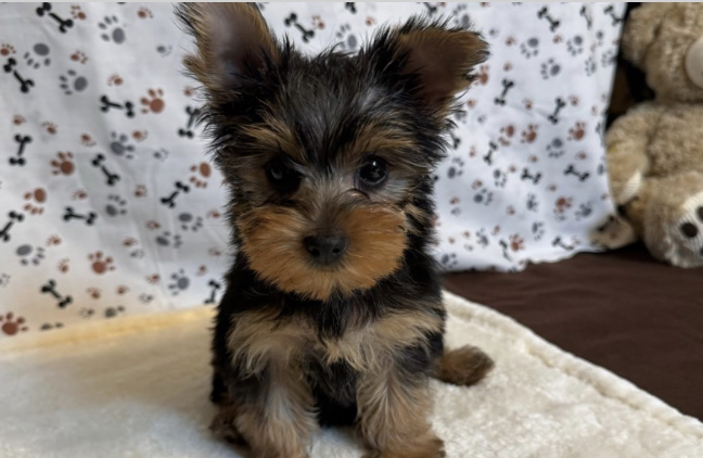 Found a dog 12weeks ago and took to see if the had a microchip contact the manufacturer but they can