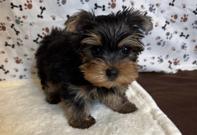 Found a dog 12weeks ago and took to see if the had a microchip contact the manufacturer but they can