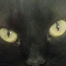 Black Cat