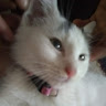 Nokie