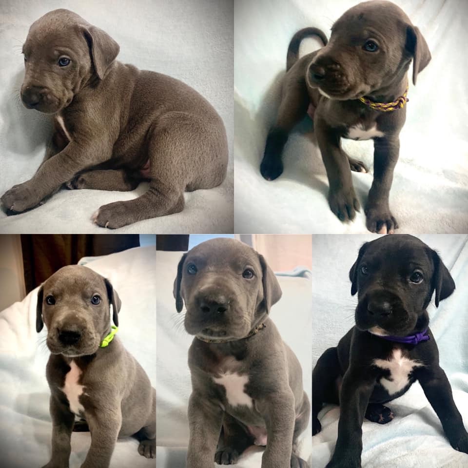 Great Dane Puppies - News Break Classifieds