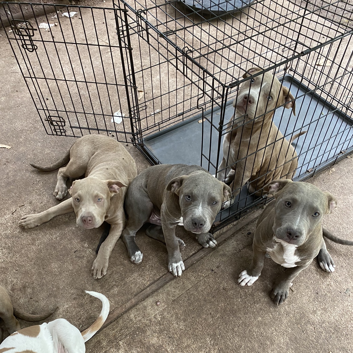 New Apartments That Allow Pit Bulls In Illinois with Simple Decor