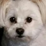 Peanut