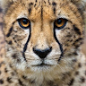 cheetah purrs