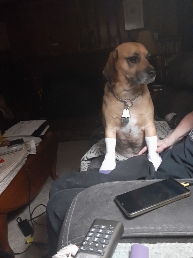 Doggone Right