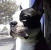 Norma Renee Bognuda Thomas