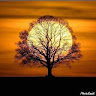 Branchmom60