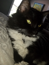 cat ?