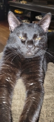 kitty cat
