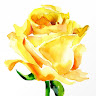 Yellow Rose