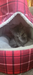 Bell