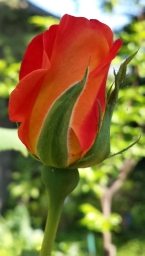 Cabpt90