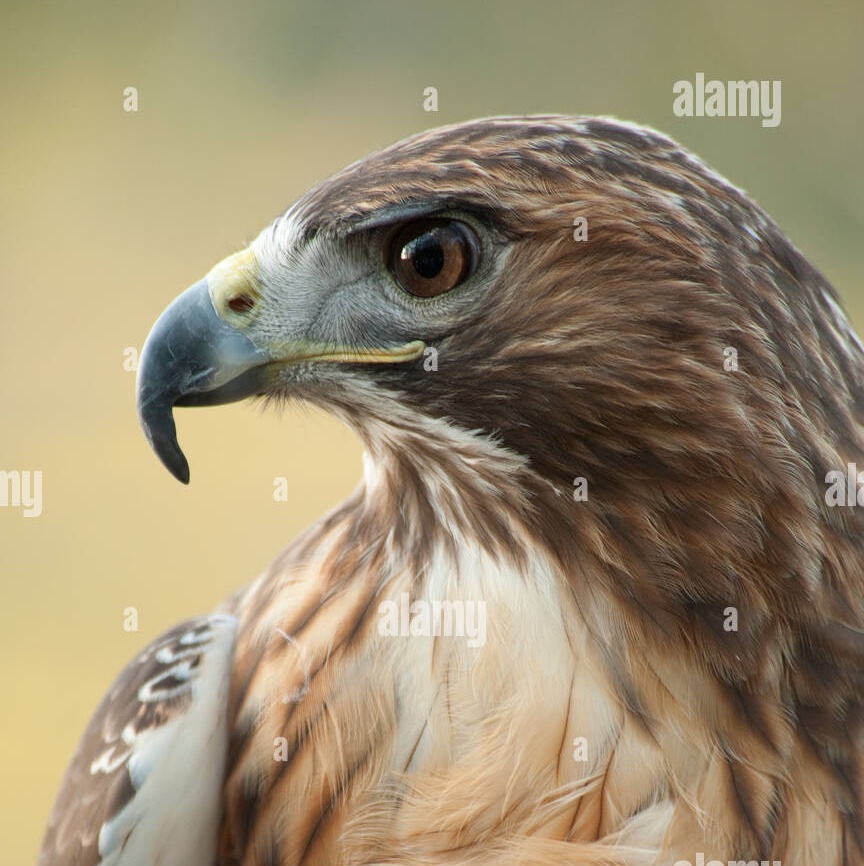 Hawk
