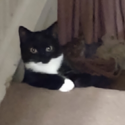 A Black
