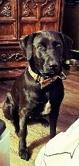 big black dog