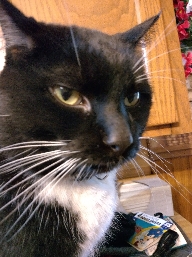 Patsy
