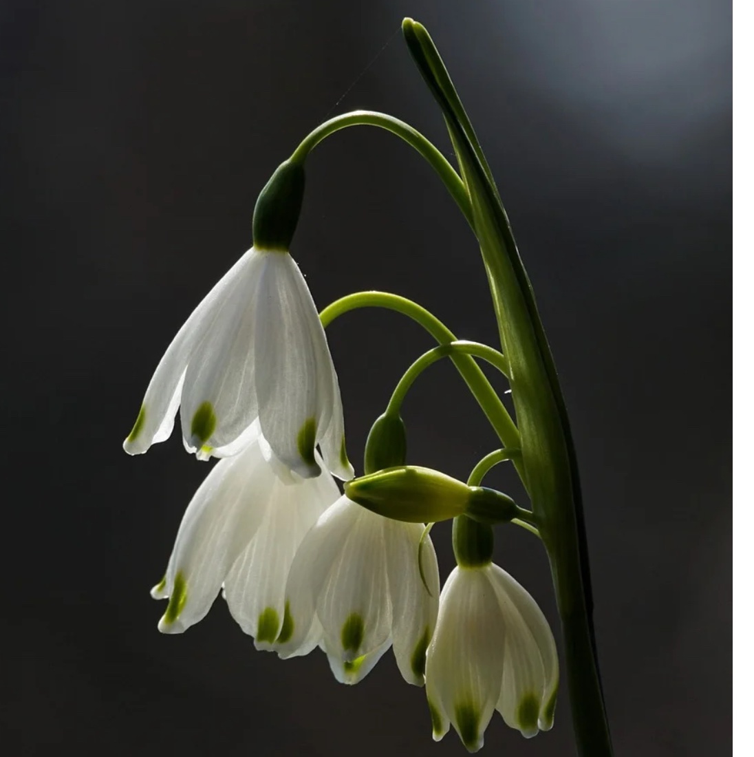 Karen Smith Willenberg