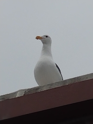Robert 