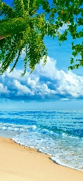 Paradisepalmtree