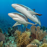 s1llyshark