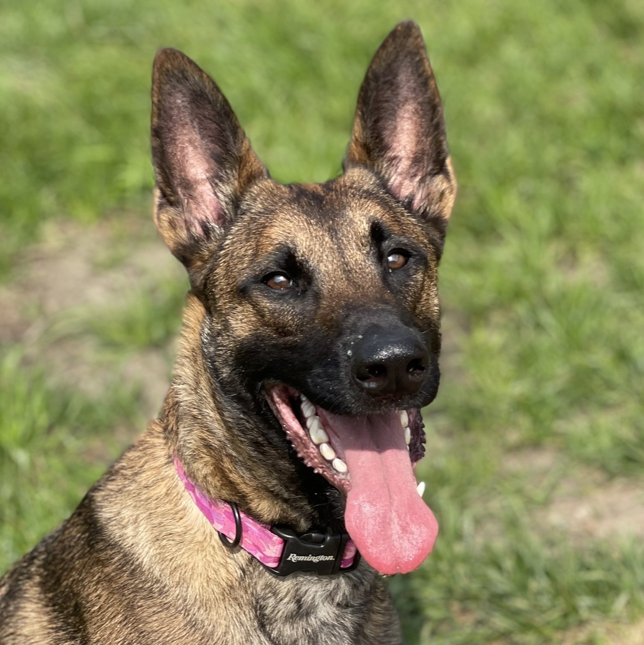 MalinoisJosh